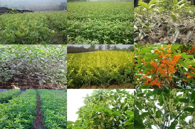 桂花树能做什么手工1686702497462