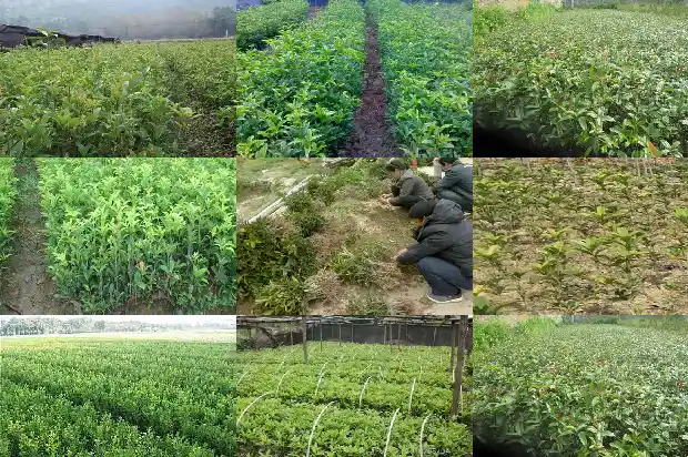 桂花树能做什么手工1686702497557