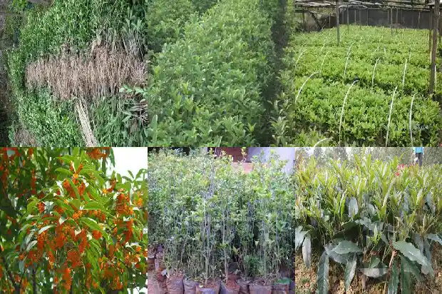 桂花树能做什么药材1686702519386
