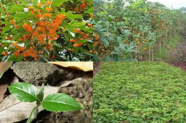 桂花树能做什么药材1686702519434