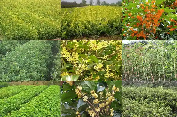 桂花可以做香包1689313609610