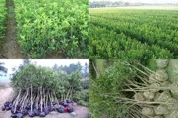 桂花树最高多少米长的1686702539405