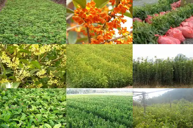 桂花树最高多少米深度1686702556973