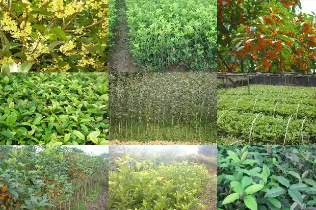 桂花树最高多少米深度1686702557020