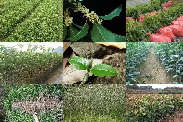 桂花树树皮粗糙吗怎么回事1686702577061