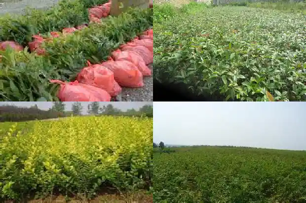 桂花树树皮粗糙吗怎么回事1686702577109