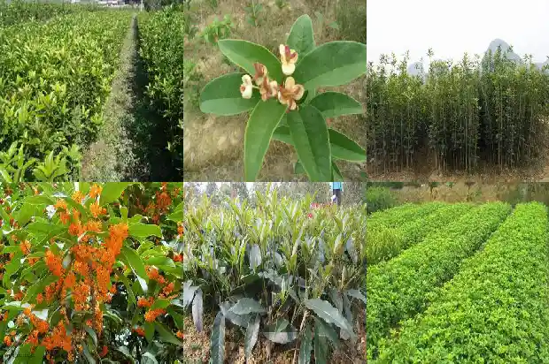 桂花树掉皮1686702601475
