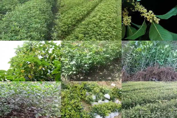 桂花树掉皮1686702601523