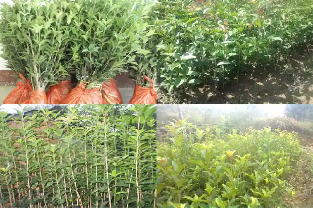 桂花小树苗多少钱一棵1689726399052