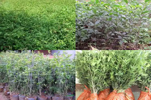 桂花树掉皮1686702601618