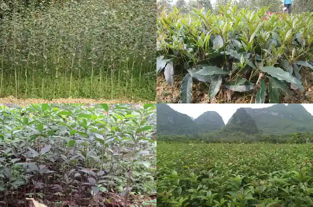 桂花树树皮粗糙度1686702622379