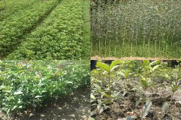 桂花树摸一摸1686702644155