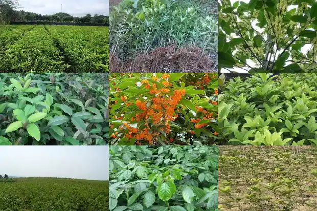 桂花树批发多少钱一斤价格1690072387465