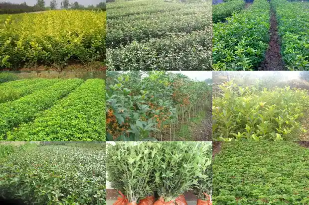 西安附近桂花树基地1689899661163