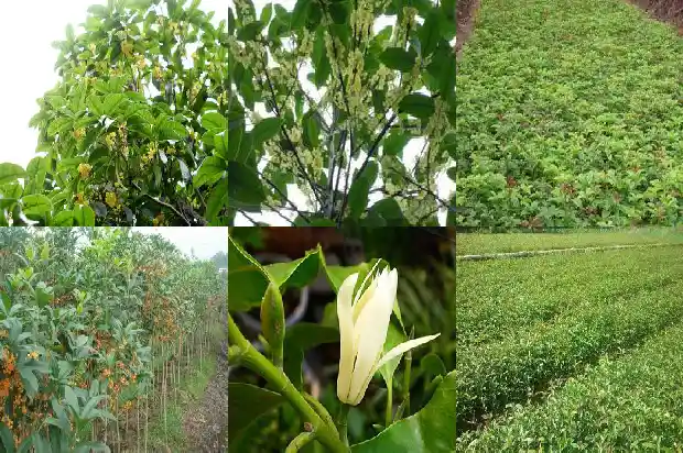 桂花树树龄多少年结果1686702681799