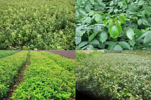 桂花树年龄与粗细的关系1686702701914