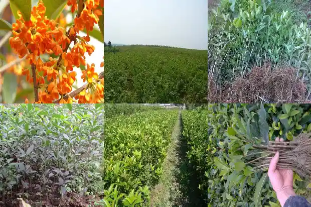 喝鼓浪屿桂花乌龙茶会胖吗1689576192723