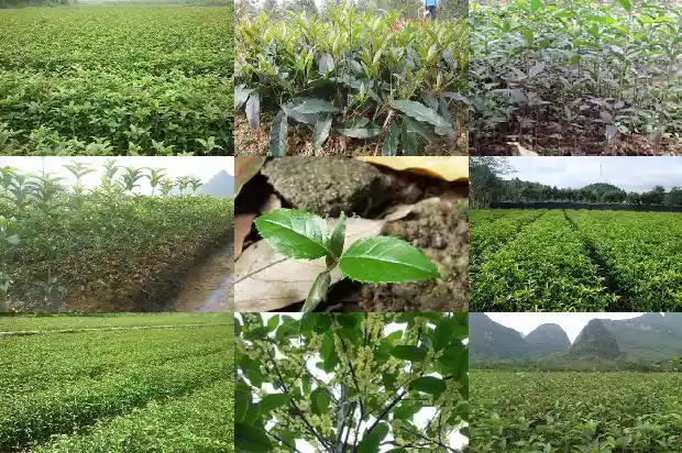 桂花树的树龄一般是多少年1686702717452