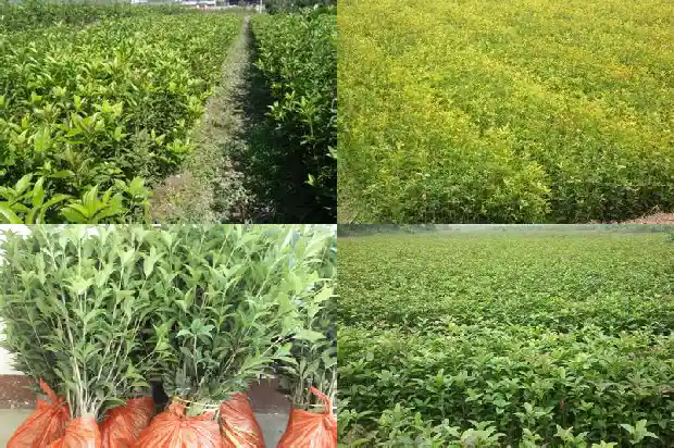 桂花树的树龄一般是多少年1686702717499
