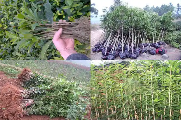 桂花树旁边长了好几棵小苗怎么办1686702755203