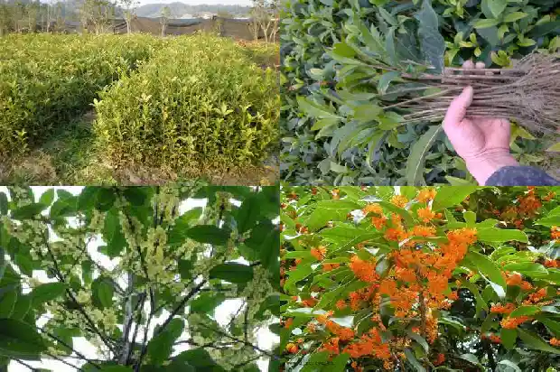 桂花树周围长很多小桂花苗1686702779993