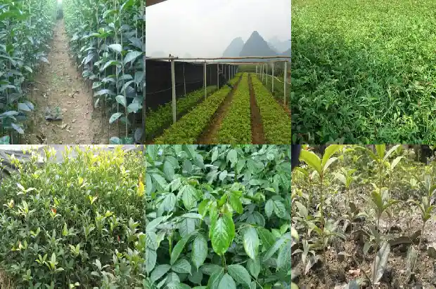 桂花树周围长很多小桂花苗1686702780041