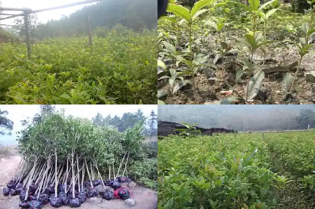 桂花树周围长很多小桂花苗1686702780137