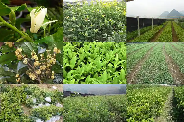桂花树下面的小苗是桂花树苗吗1686702804772