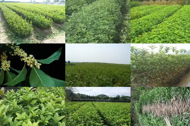 桂花树下面的小苗是桂花树苗吗1686702804819