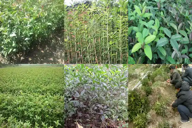 桂花树下面的小苗是桂花树苗吗1686702804867