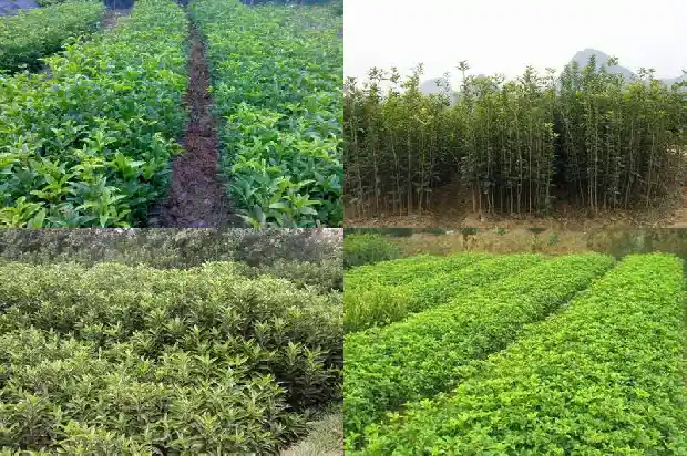 桂花树下面的小苗是桂花树苗吗1686702804914