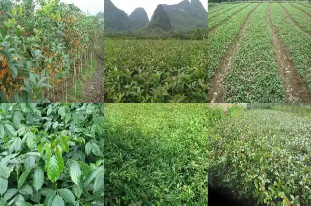 桂花树小苗价格多少钱1689726876612