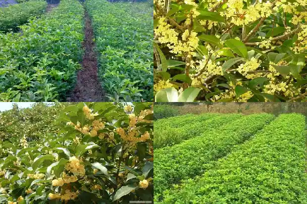 桂花树最大有多大树苗能活1686702846545