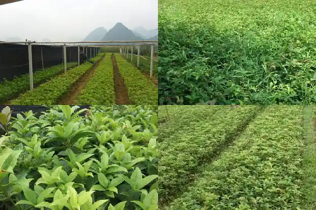 桂花树最大有多大树苗能活1686702846593