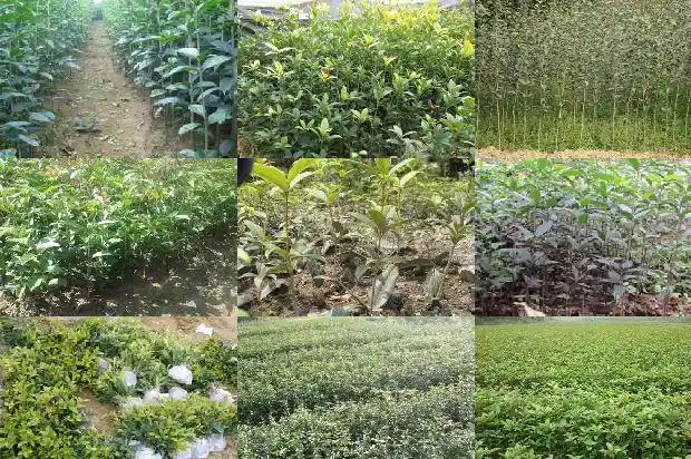 桂花树在家能养吗1688792649565