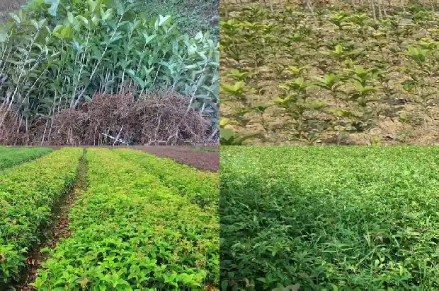 最大桂花树在哪里可以买到1686702862262