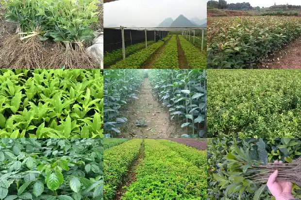 桂花树行情走势分析最新1690245676137