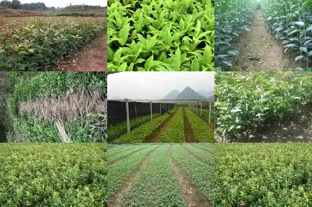 18米桂花树多少年结果1686702993657
