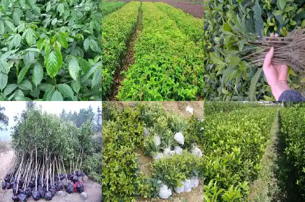 桂花树和缅桂花树一样吗有毒吗1686703011808