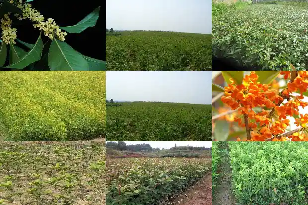 桂花树和缅桂花树一样吗有毒吗1686703011855