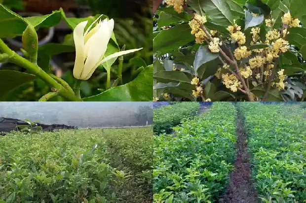 桂花树和缅桂花树一样吗有毒吗1686703011903