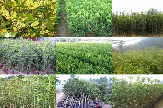 桂花树树叶稀疏怎么办呢1686703047387