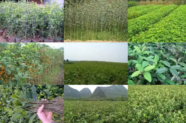 桂花树树叶稀疏怎么办呢1686703047434