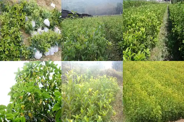 桂花树树叶稀疏怎么办呢1686703047482