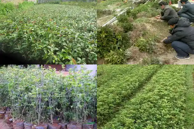 桂花树大量落叶怎么办1686703068116