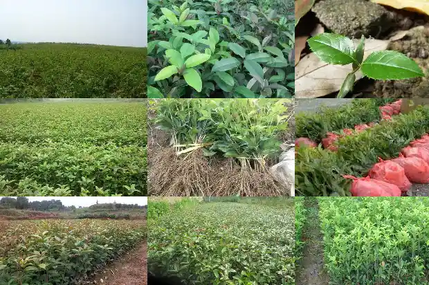 大桂花树苗价格多少钱1689985419563