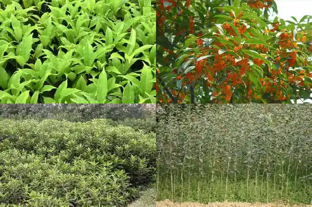 桂花树长多高才开花呢1686703087983