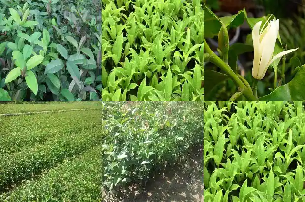桂花树长多高为最好的1686703110300