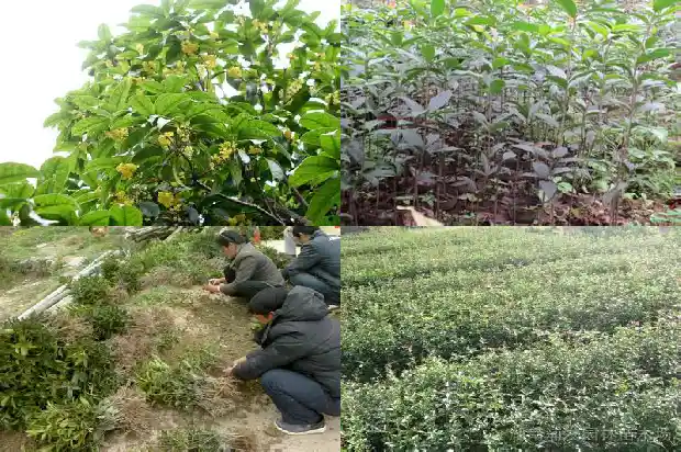 桂花算乔木吗1690159062587