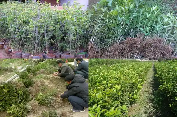 桂花树大约高多少厘米长1686703127697
